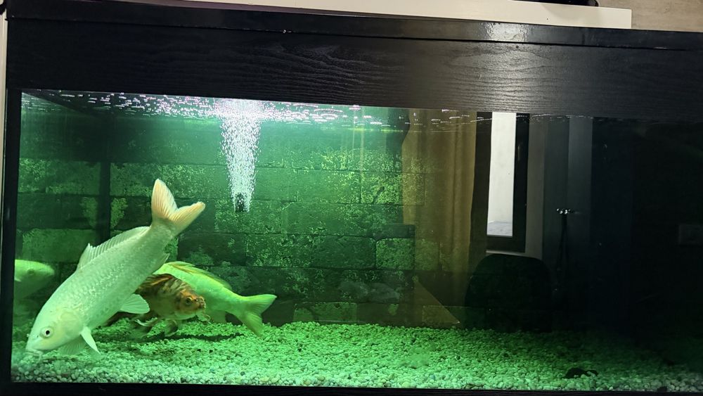 Acvariu pesti 420 l