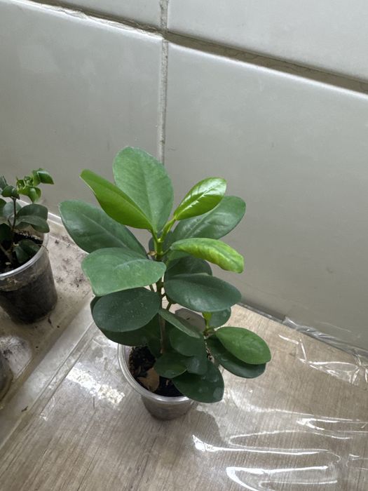 Фикусы разные продам