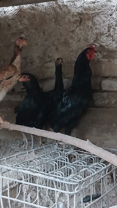 Tovuq xurozlar sotiladi