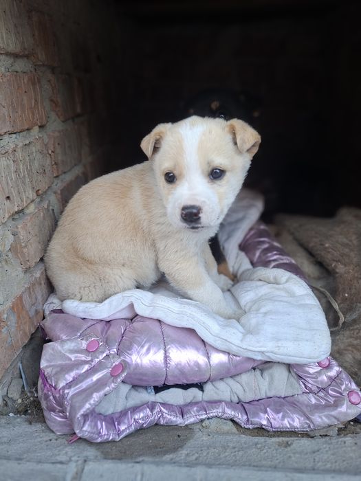 Отдам щенка девочка и мальчик