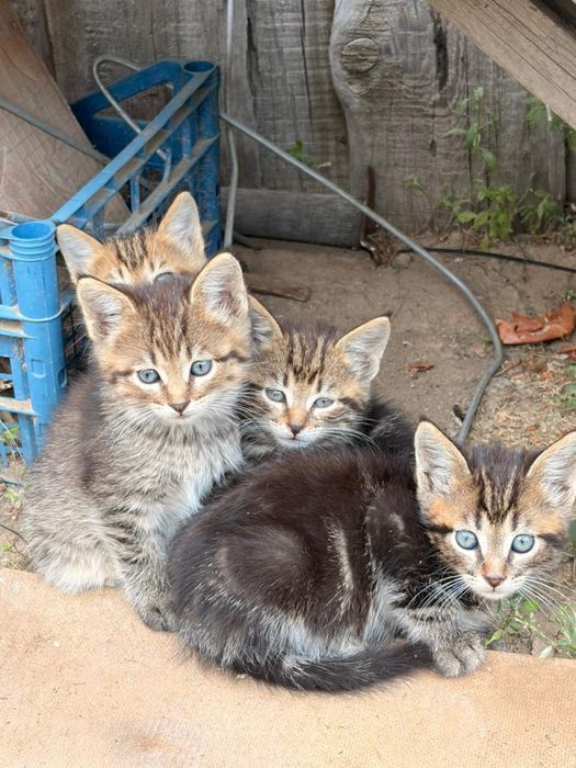 Продам котят( мама Мейн кун)