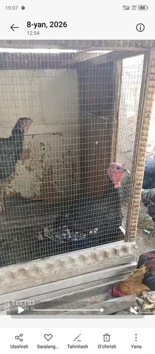 Kurka indyuklar sotiladi