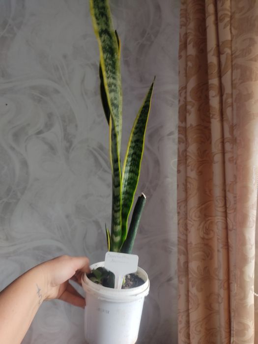 Комнатные цветы.