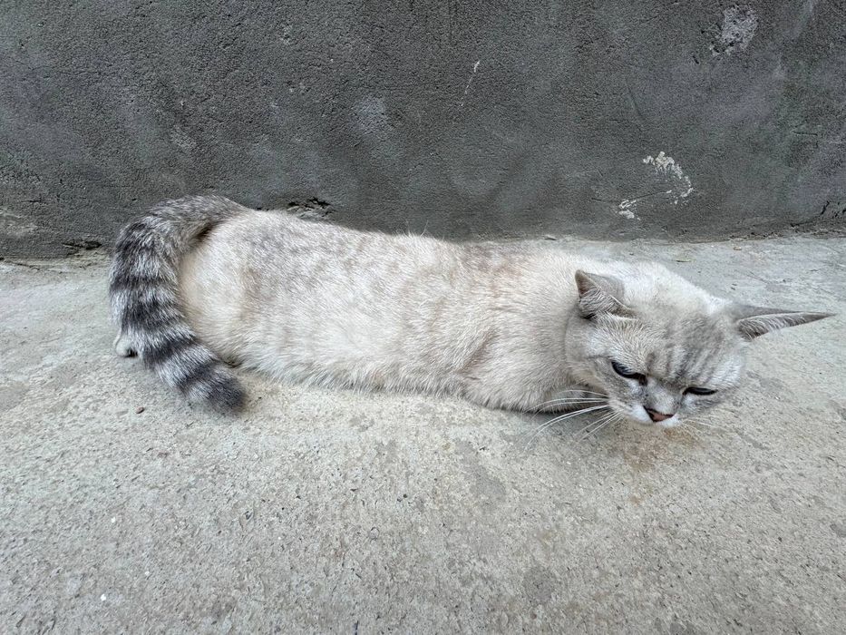 Britanskiy mushuk sotiladi