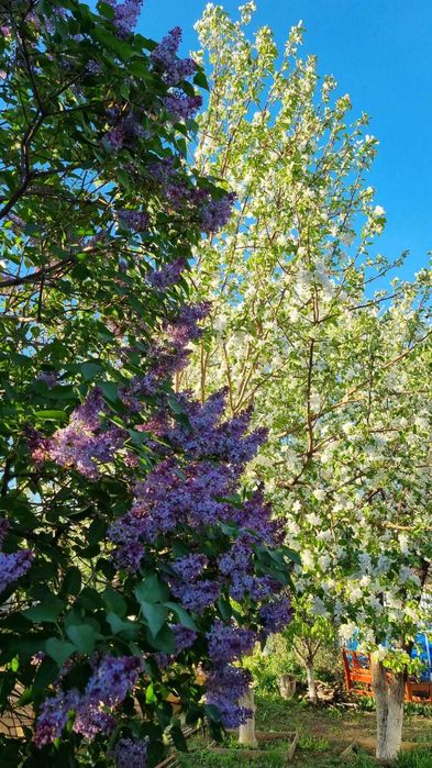 Продам дом в центре города