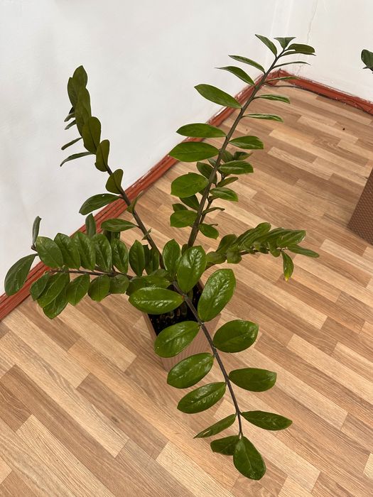 Продам комнатные цветы