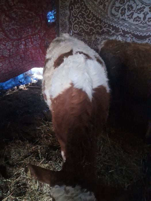 Vand 3 vitele pentru reproducție