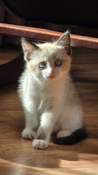 Отдам котенка девочка