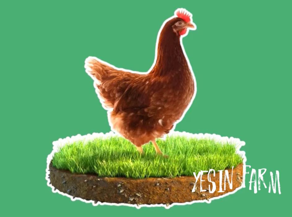 Инкубационные яйца несушка ломан браун — фермерский выбор