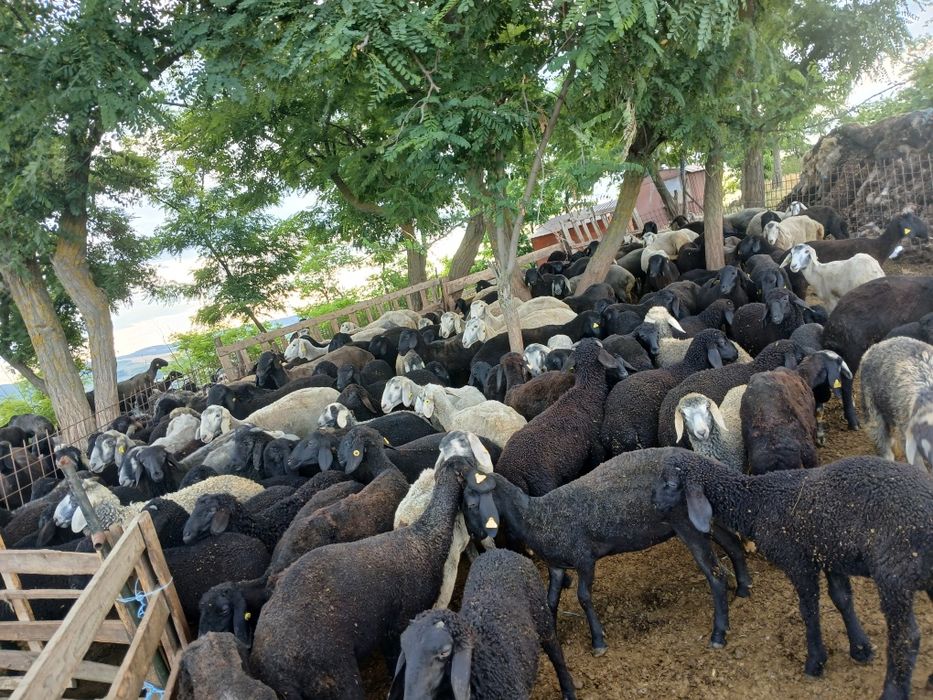 Vând 80 de miei  karakul