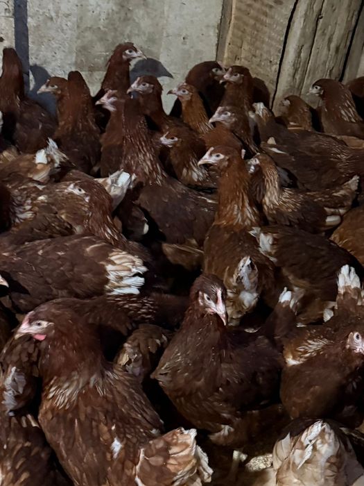 Продаются куры молодки