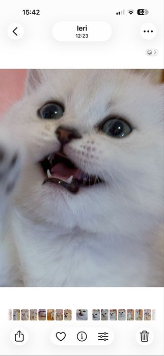 Britsh short si long hair silver point