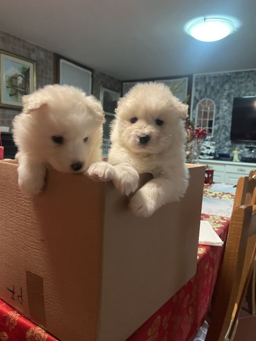 Catelusi rasa samoyed