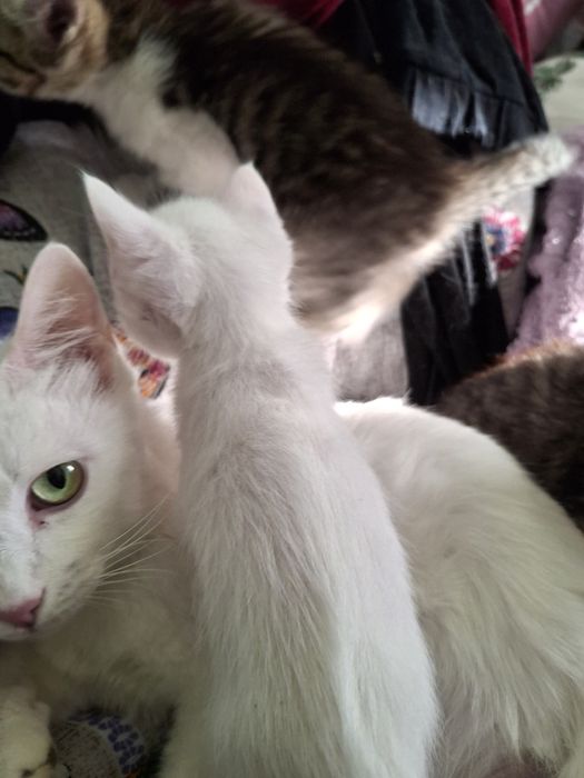 Котята мама Ангорка