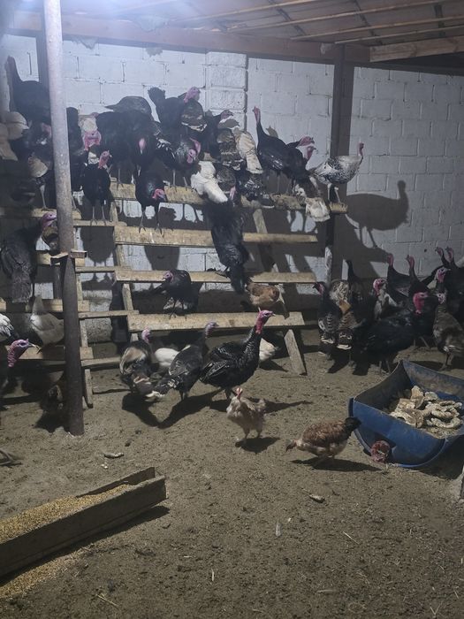 Индюктер сатылады