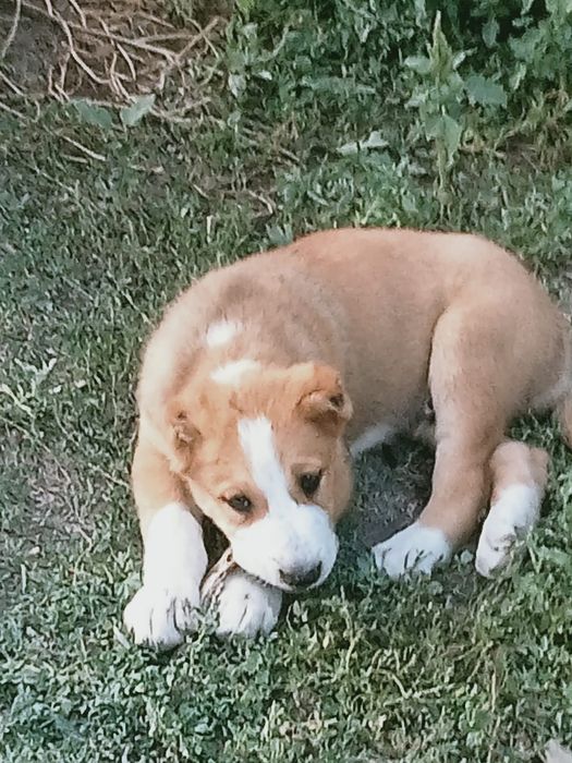 Дендері сау күшік