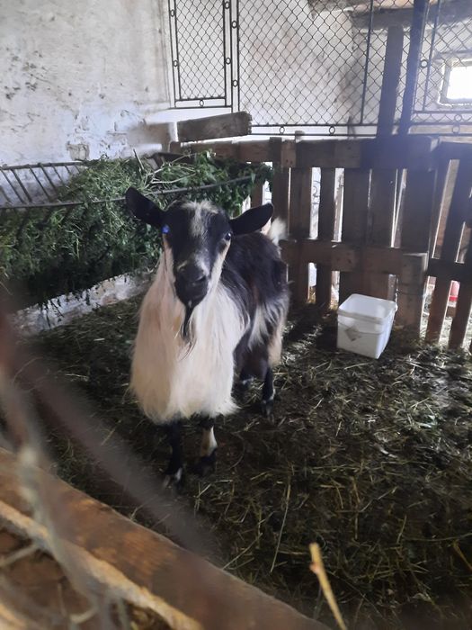 De vânzare capră bună de lapte