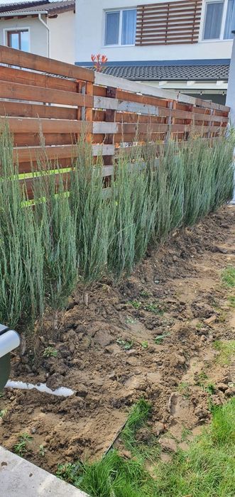 Bonsai de toate tipurile, Palmieri leylandii, Chiparos catalpa, tei