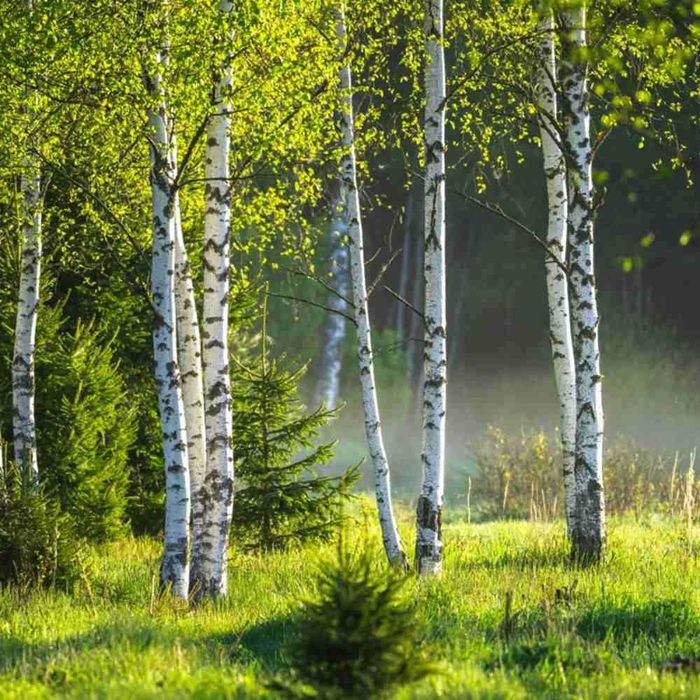 Ofertă Mesteacăn Ornamental – Preț Avantajos, Arbori Mari