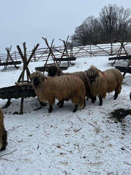 De vinzare berbeci bucalai