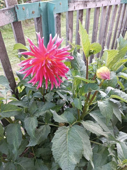 Продам клубни георгин.