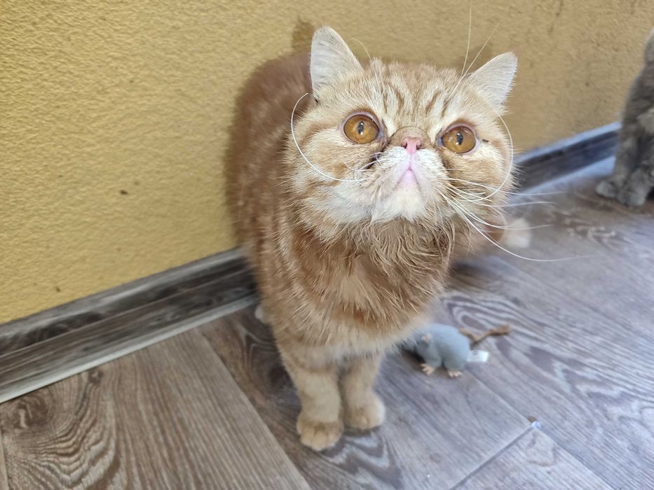 Женски екзотични котки на 2 години и на 5 месеца.