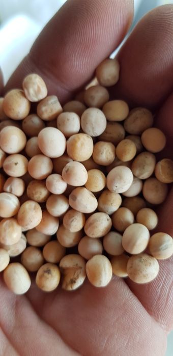 Vând mazăre furajera