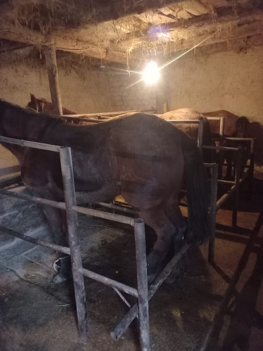 Соғым сатылады жас биелер