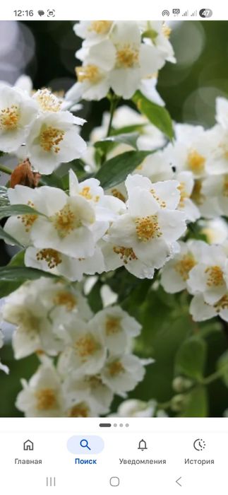 Продам кустарники