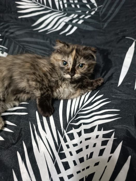 Продаю домашних котят