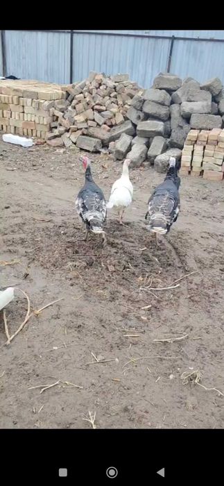 Tovuq Kurkalar sotiladi