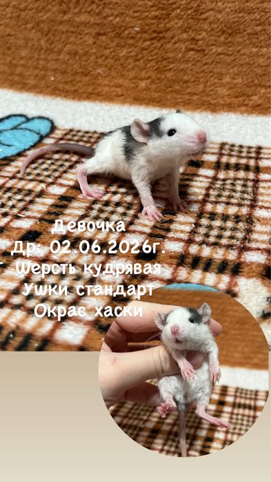Крысята девочки (крысы,крыса,крысенок)