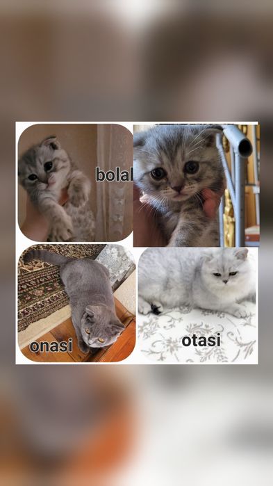 Bolasi sotiladi  1.5oylik onasi Britaniya shorthair otasi serebres sin