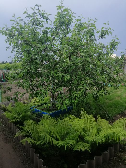 Продам дачу в СО Железобетонщик