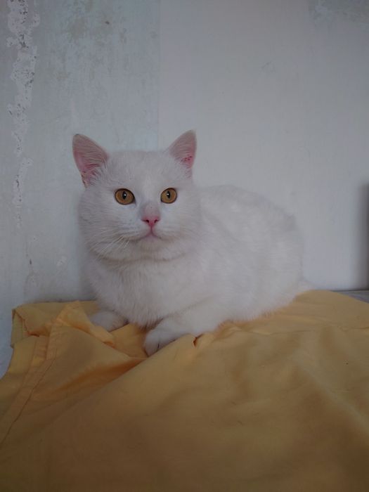 Котик Зефир ищет дом