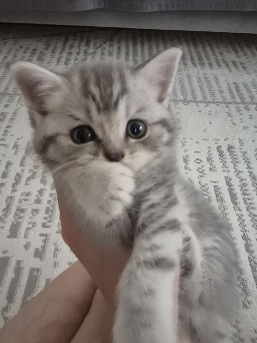 Британцы, 1.5 месяца