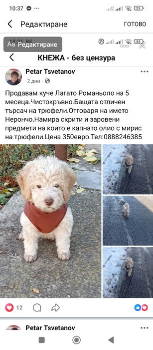 Продавам куче  на шест месеца мъжко Лагото Романьоло