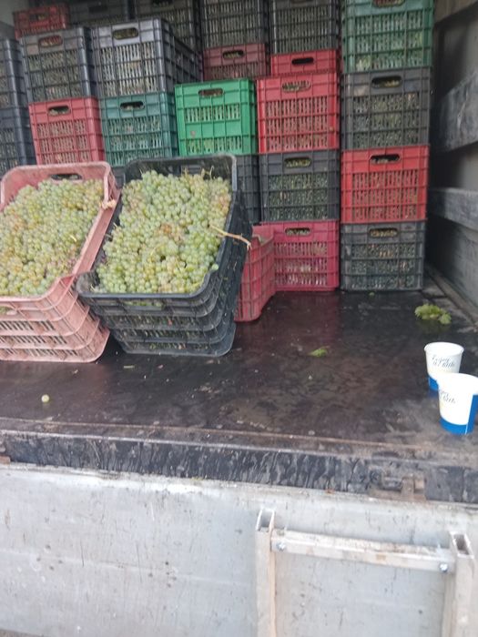 Vind struguri de vin in tulcea zona pietei agrooalimentare vest