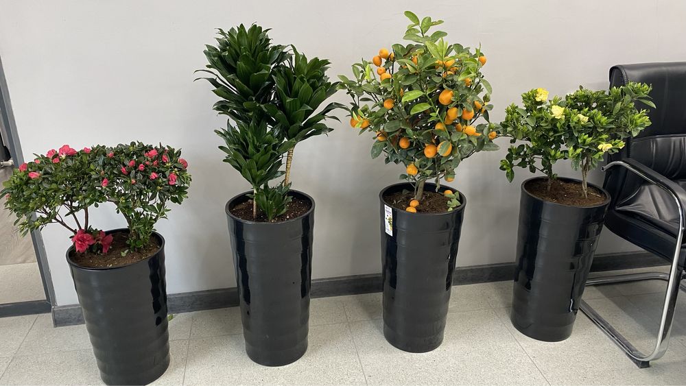 Голландские цветы ОПТОМ! Офисы, рестораны, гостиницы!!!