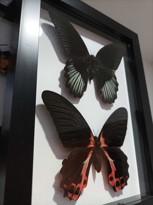 Пеперуди в рамка