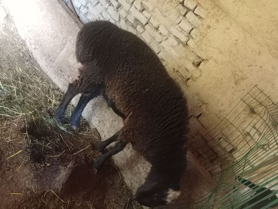 Кучкор бокилган ва бокишга