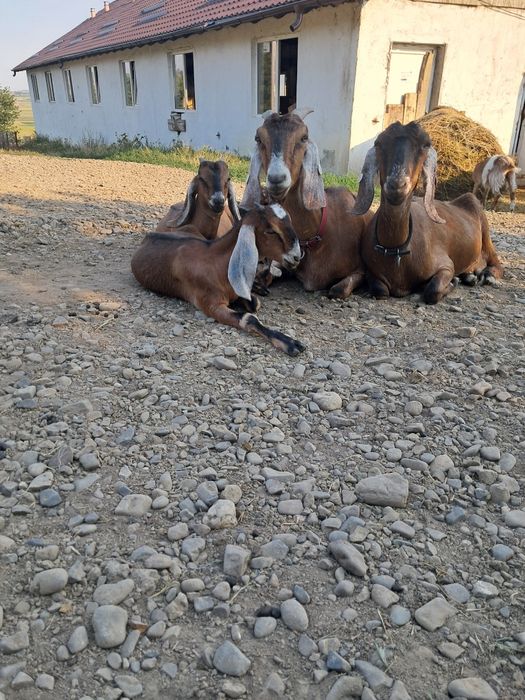 Iezi anglonubieni și saanen
