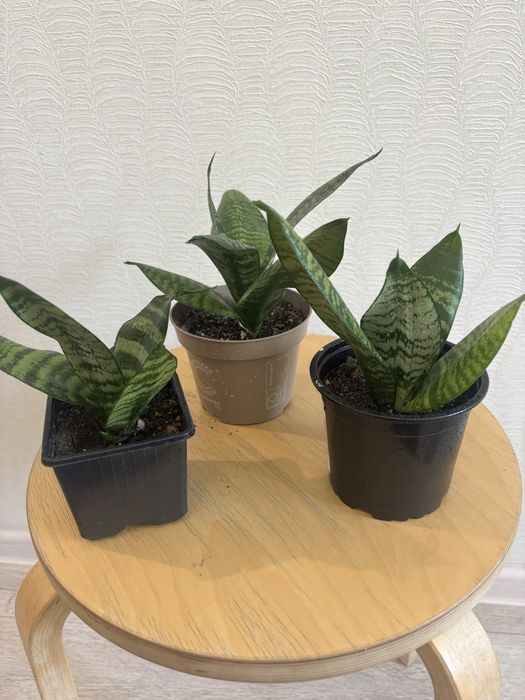 Комнатные цветы от 800 тенге