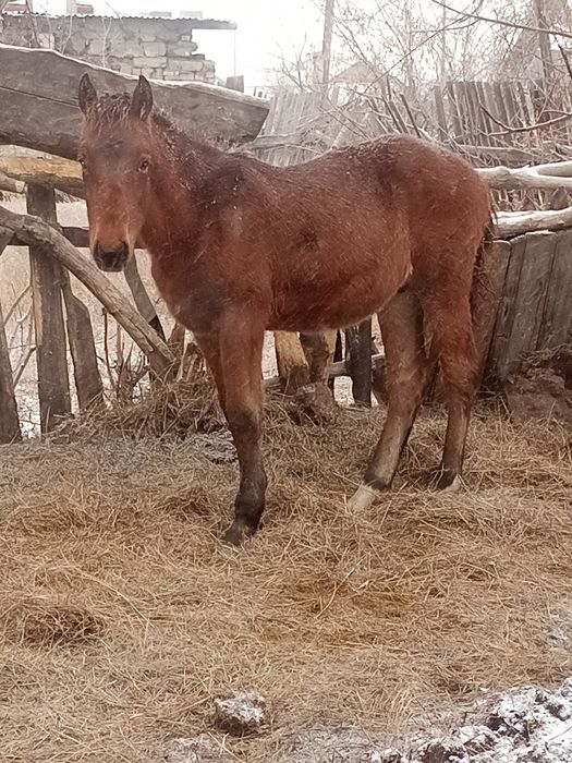 Продается жеребчик майский