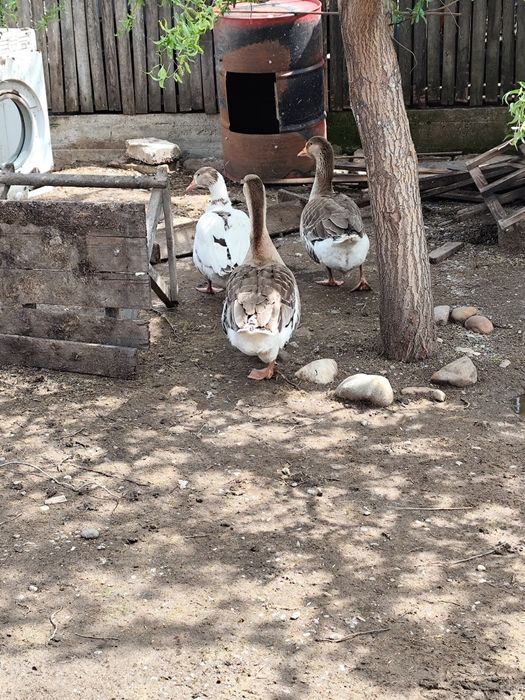 Boboci de gâscă de vânzare