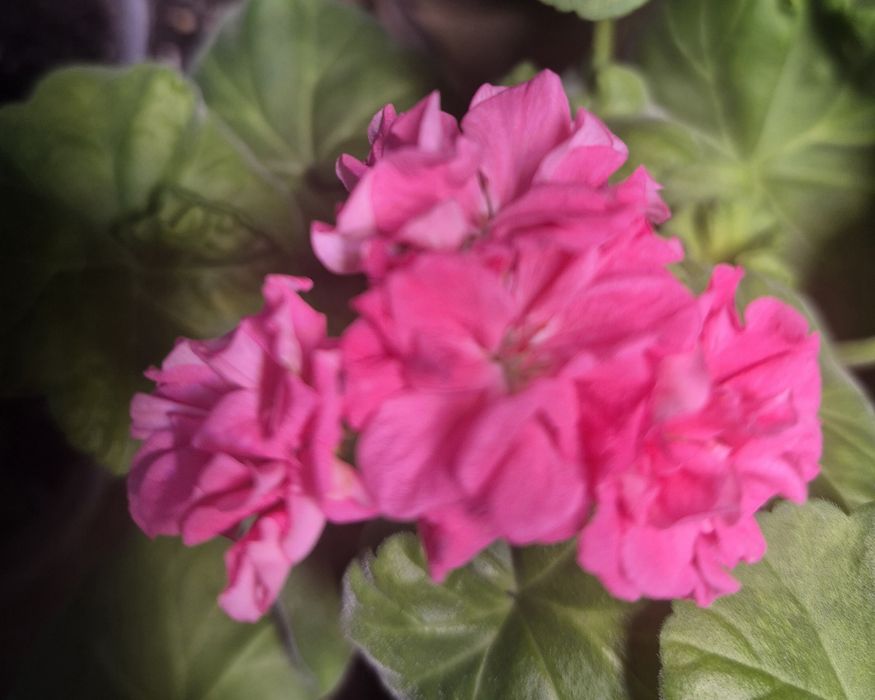 Цветы комнатные и садовые