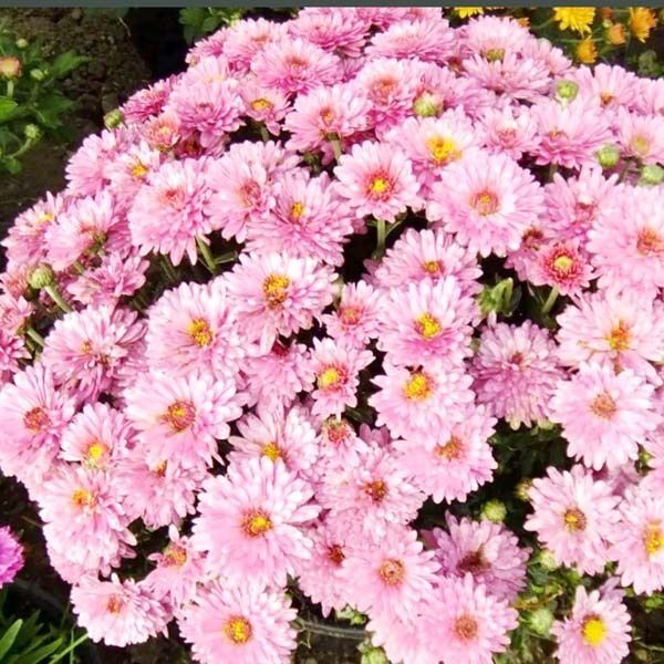 Хризантема всякая