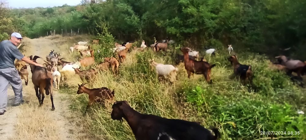 Vand Țapi de rasa Alpin Francez și Metis 500 negociabil lei urgent Dră