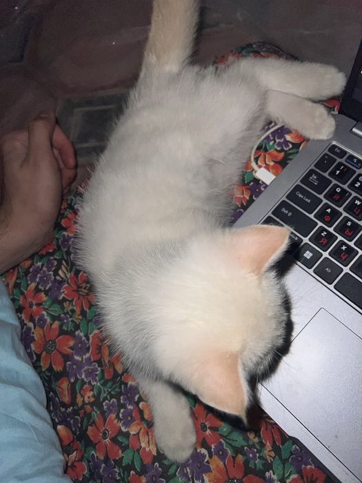 Котенок Scottish straight color point