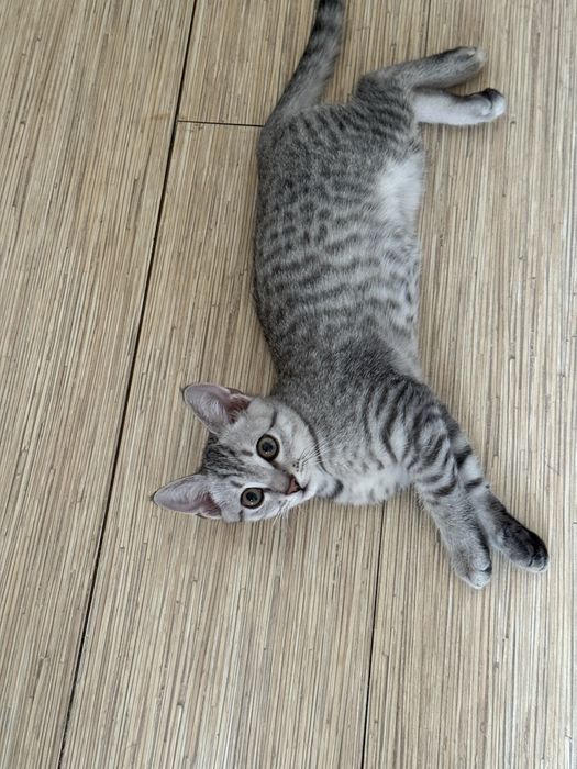 Продаю породистую кошку